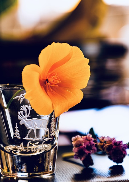 Free Flower Rose photo and picture