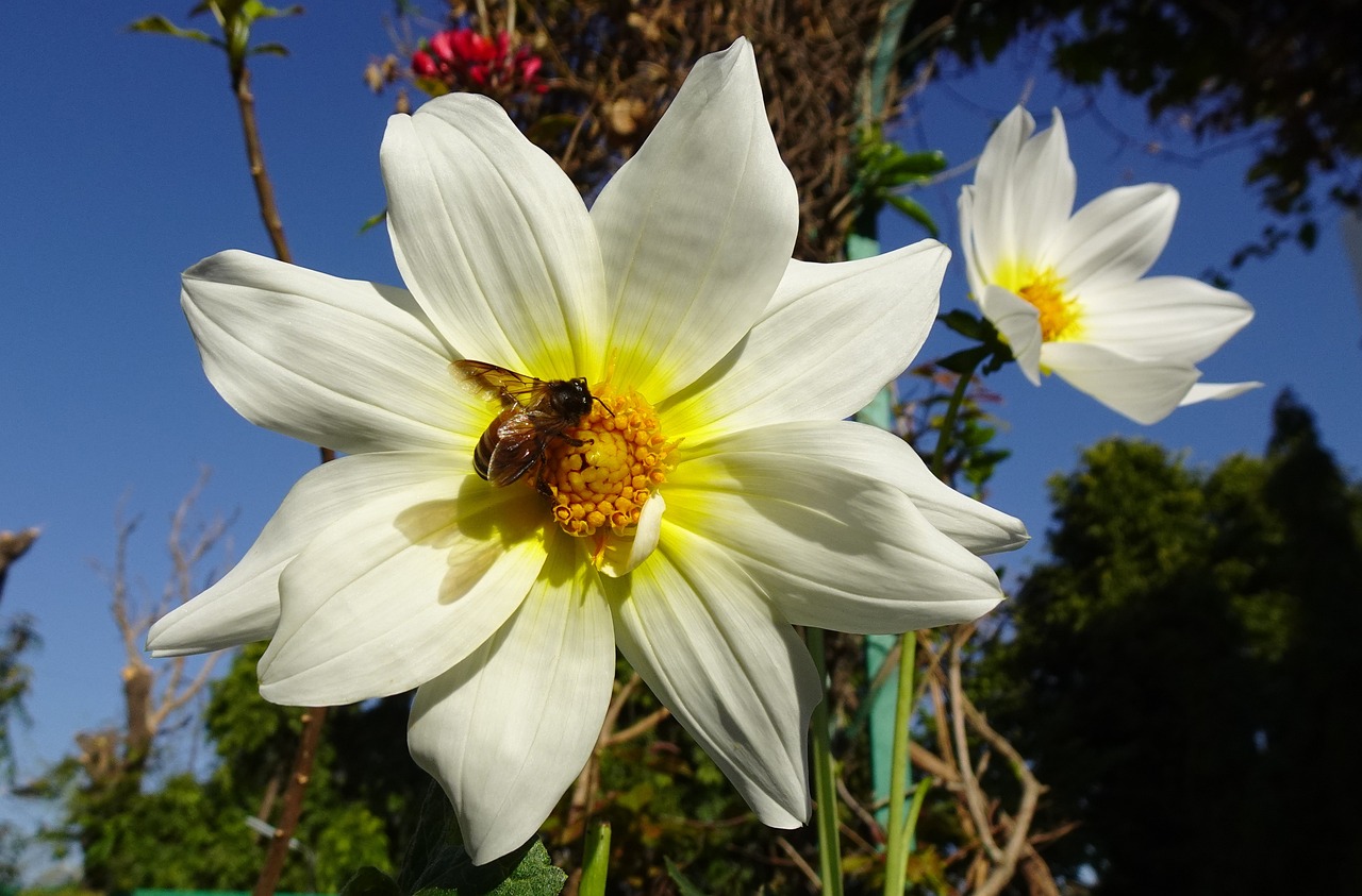 1,000+ Free Single Flower & Nature Images Pixabay