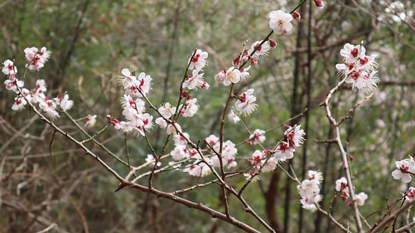 Free Apricot Pink photo and picture