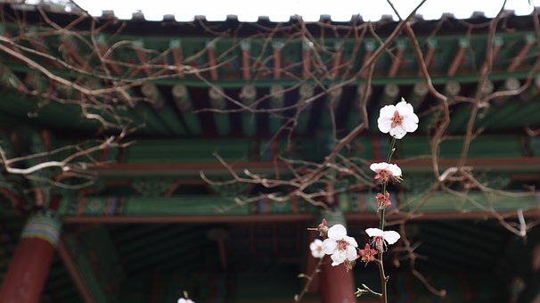 Free Apricot Pink photo and picture