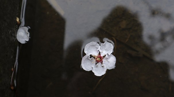 Free Apricot Flower Wallpaper photo and picture