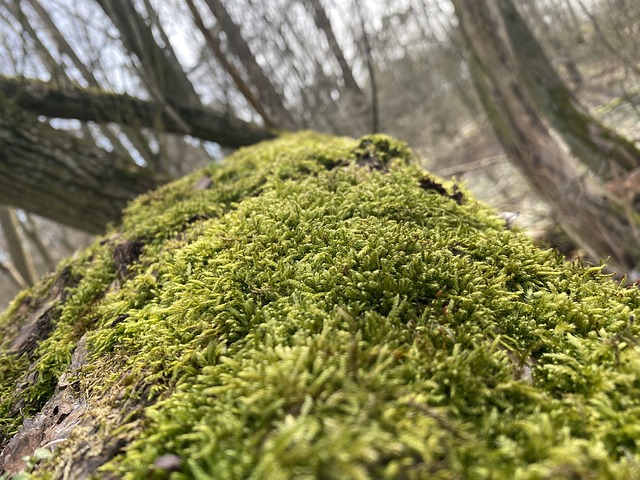 Free Moss Close Up photo and picture