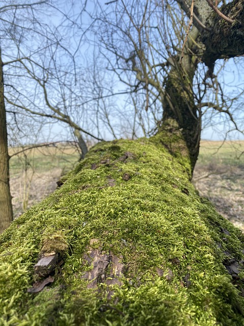 Free Nature Close Up photo and picture