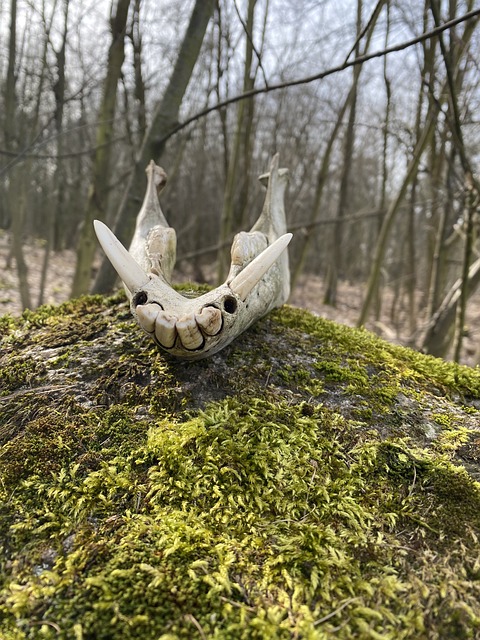 Free Denture Animal Carcass photo and picture