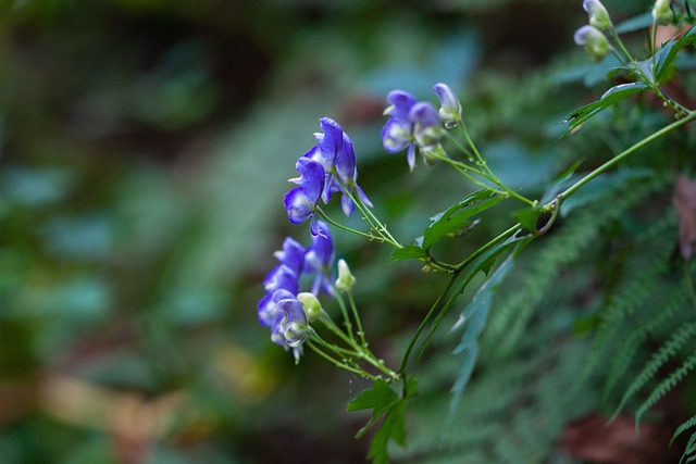 Free Poisonous Plant Blue photo and picture