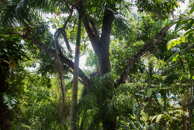 Free Rainforest Panama photo and picture