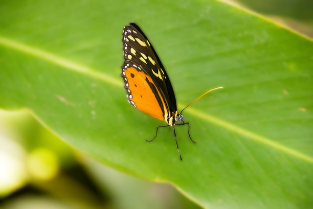 Free Panama Butterfly photo and picture