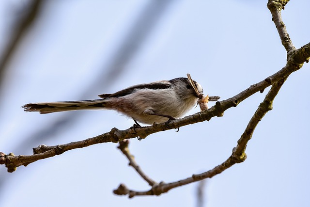 Tier, Wald, Holz, Vogel, Wildvogel