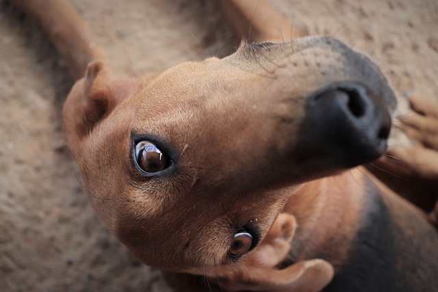 Free Eyes Dog photo and picture