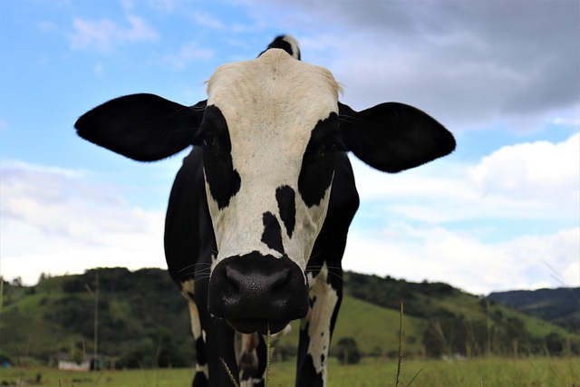Free Cow Calf photo and picture