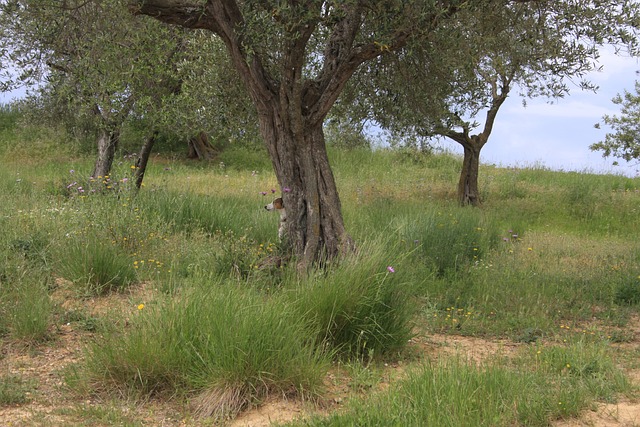 Free Olive Trees Landscape photo and picture