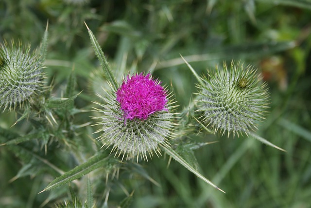 Free Flower Flower Wallpaper photo and picture