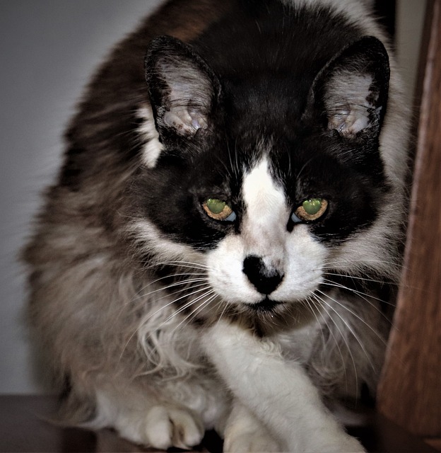 Free Cat Dramatic photo and picture