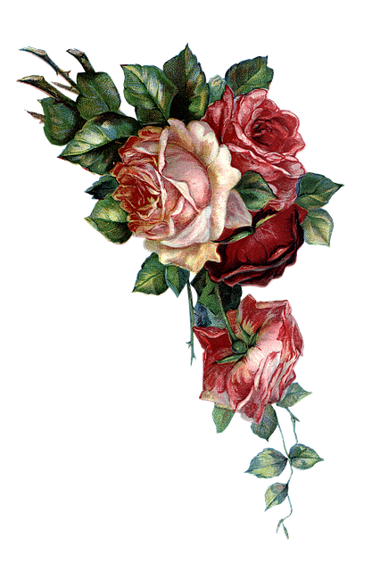 Free Flower Flowers illustration and picture