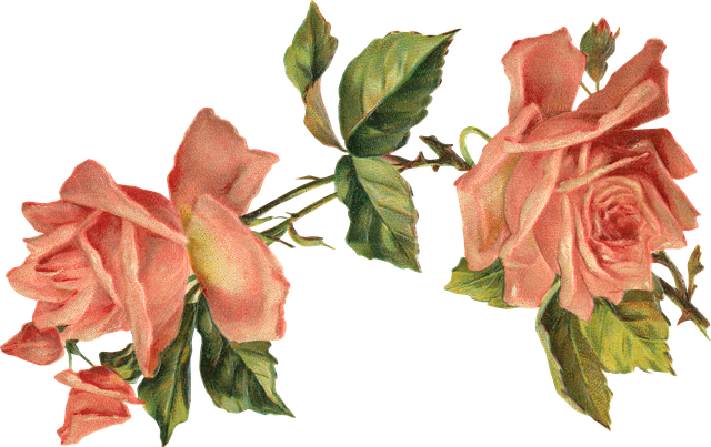 Free Rose Plant illustration and picture