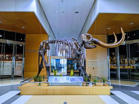 Mastodon, Skelett, Museum, Knochen