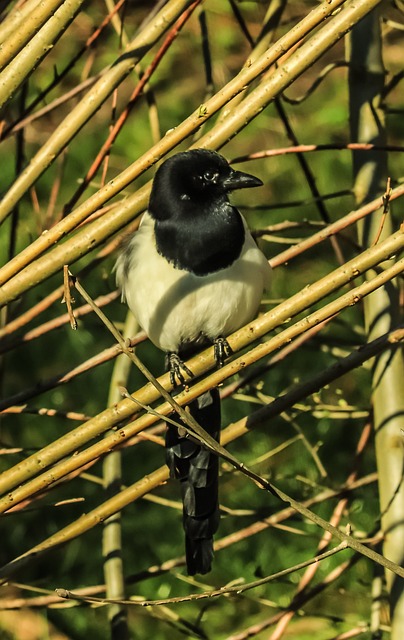 Elster, Vogel, Schwarz Weiss, Rabenvogel