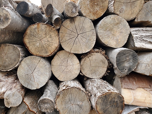 Free Logs Wood photo and picture