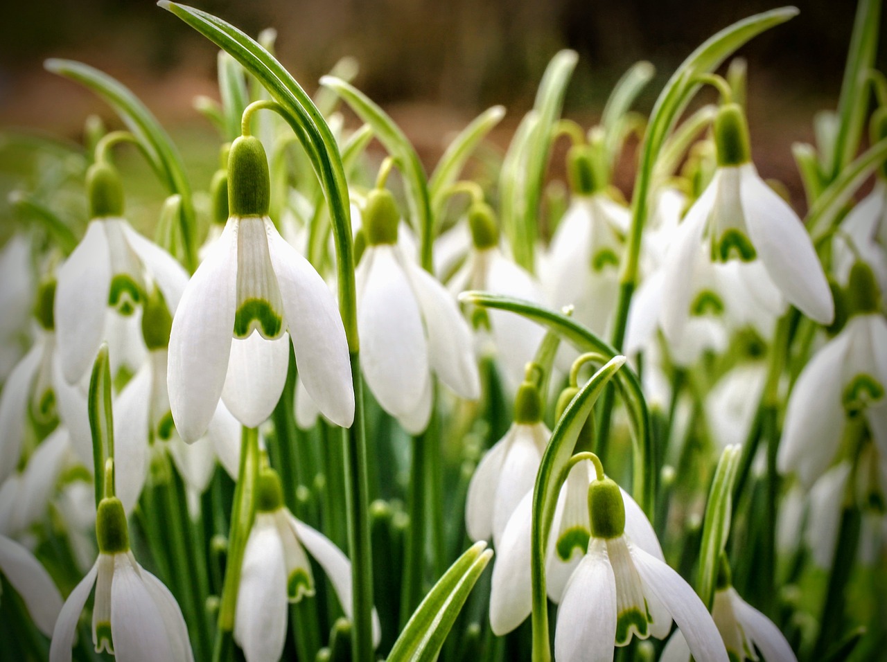 Blume Weiss Grun