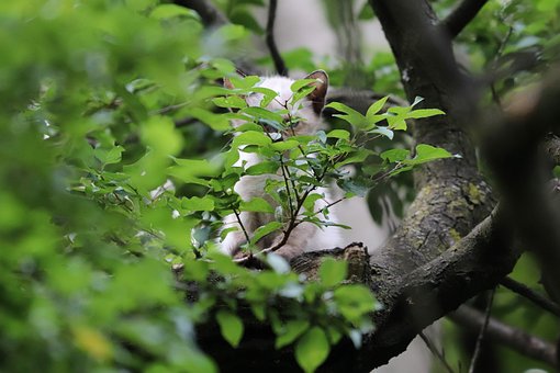 Gato, Vista, Mascotas, Mascota, Animal