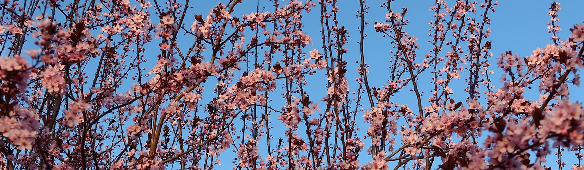 Frühling, Blüten, Rosa, Blauer Himmel