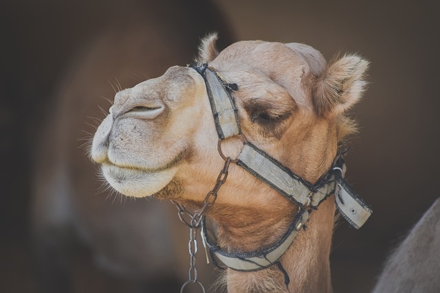 camel, animal, head, nature, funny, face, brown funny