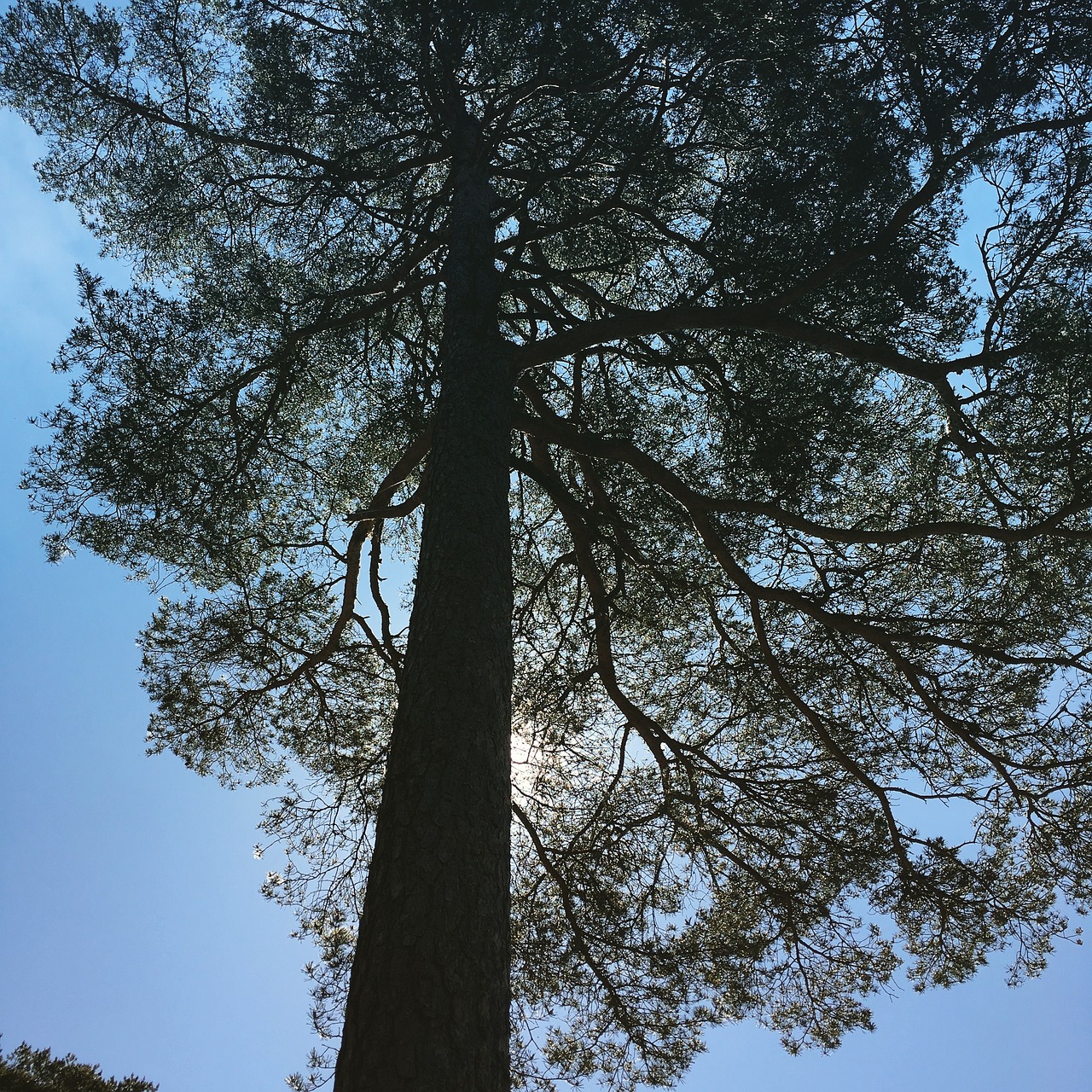 Free Tree Summer photo and picture