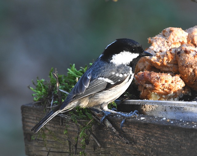 Free Bird Scrap photo and picture