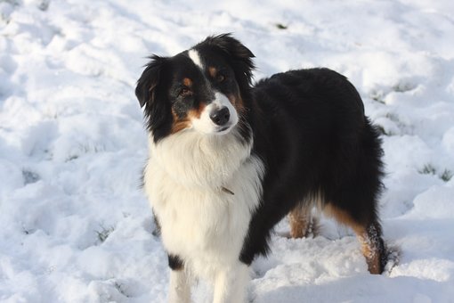 dog-in-the-snow-4955661__340.jpg