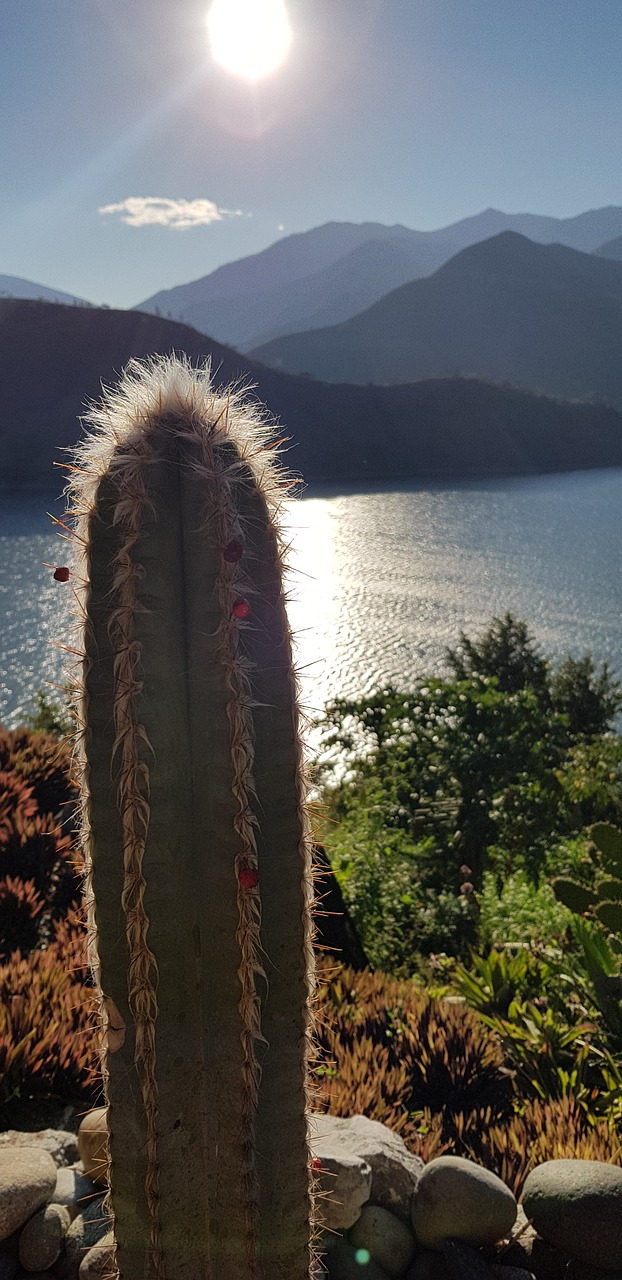 Cactus Lake Free photo on Pixabay Pixabay