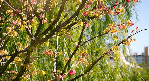 Ahorn, Baum, Blätter, Feder, Herbst