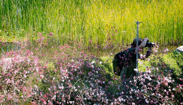 Fotograf, Blumen, Reed, Pflanzen, Grün