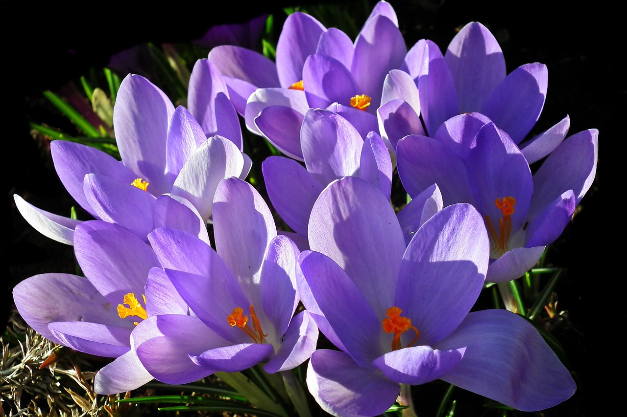 Crocuses Flowers Spring Free photo on Pixabay Pixabay