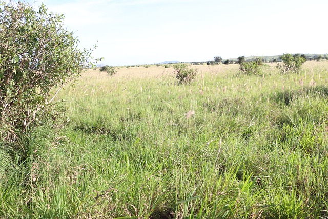 Free Tsavo National Park Kenya photo and picture