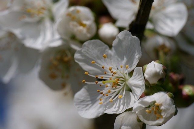 Free Flower Nature photo and picture