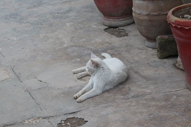 Free Cat White photo and picture