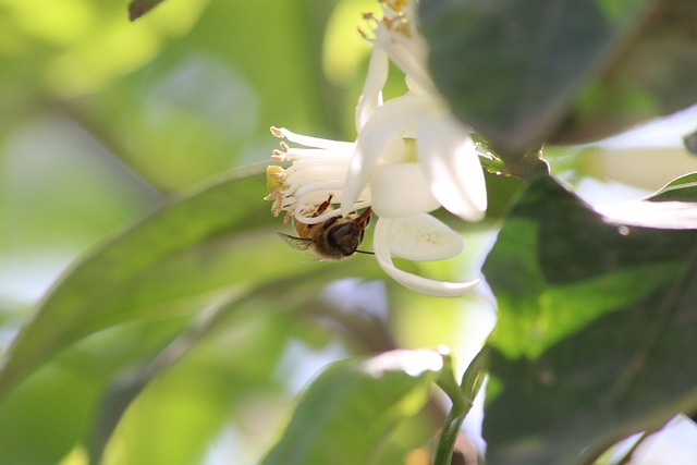 Free Bee Honey Bee photo and picture