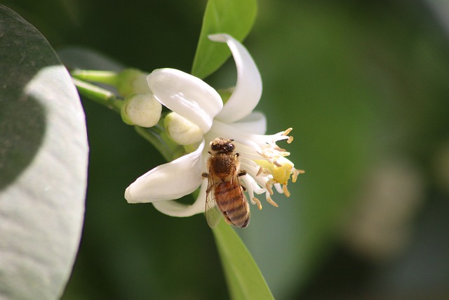 Free Bee Flower Background photo and picture