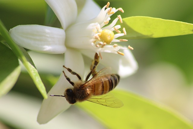 Free Honey Bee Beautiful Flowers photo and picture