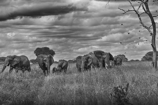 Afrika, Elefanten, Elefant, Herde