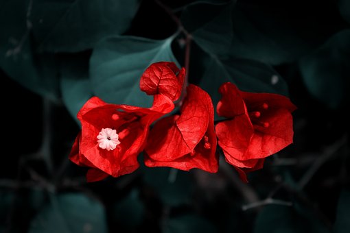 Blume, Rot, Rose, Blumen, Rosen, Rose