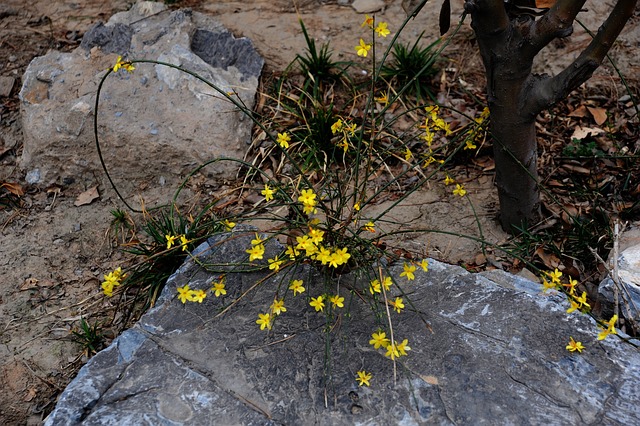 Free Winter Jasmine Mountain Stone photo and picture