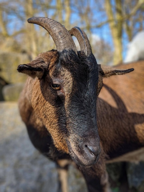 Ziege, Hausziege, Tier, Hörner, Nutztier