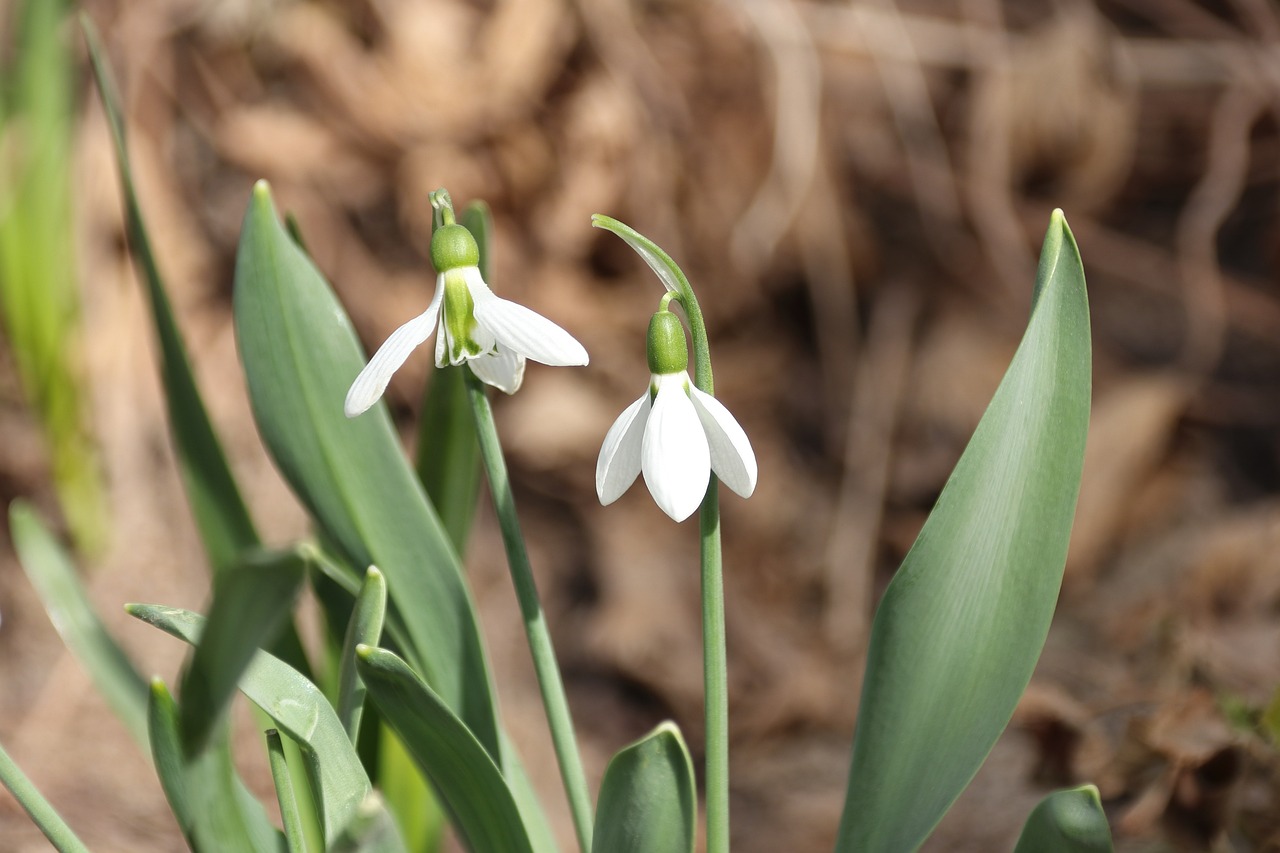 Snowdrop Flowers Spring Free photo on Pixabay Pixabay