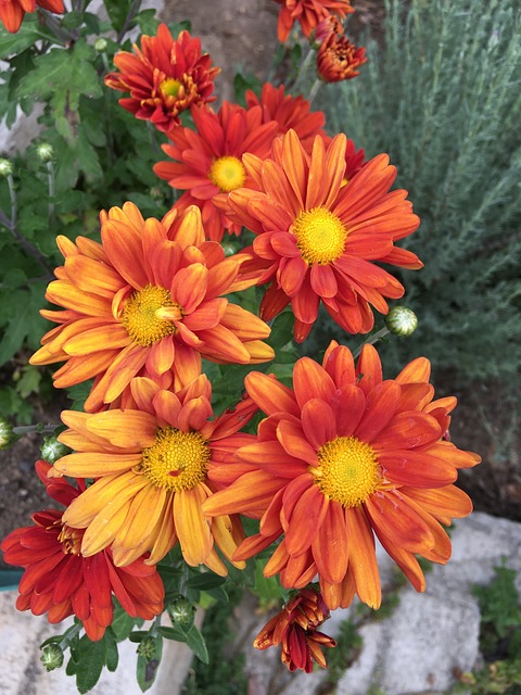 Marguerite Rouges Fleur De Marguerite Rouge