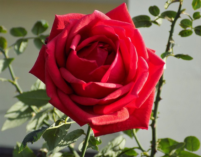 Free Flower Flower Background photo and picture