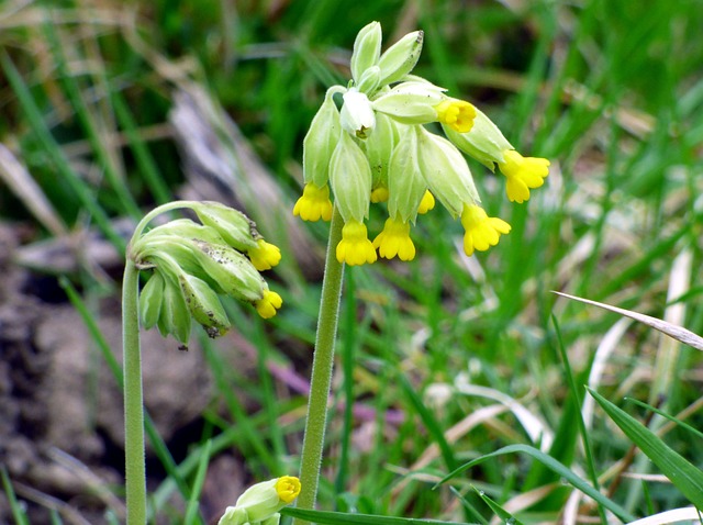 Free Primrose Flowers photo and picture