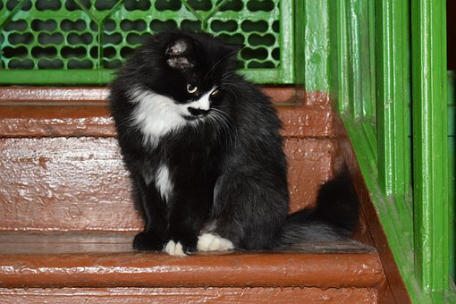 Katze, Sits, Steps, Schwarz, Weiß, Tier