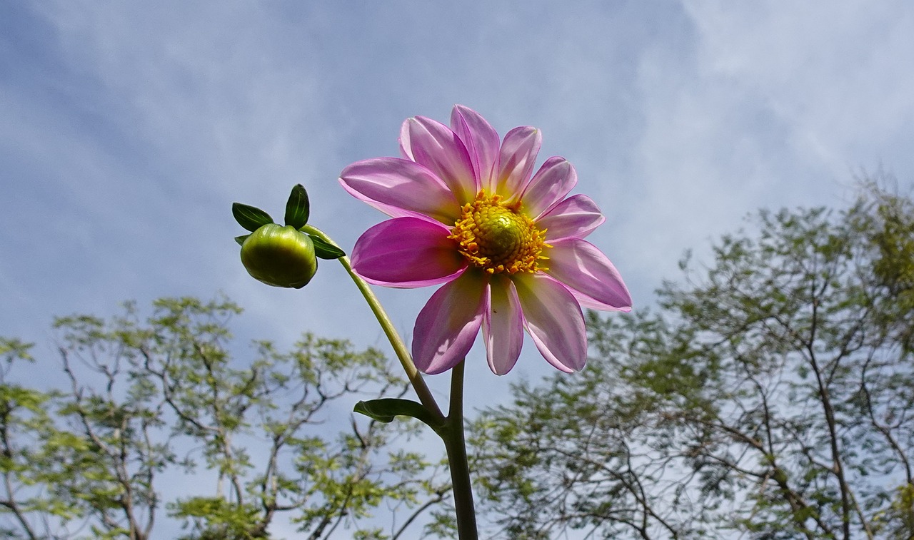 1,000+ Free Single Flower & Nature Images Pixabay