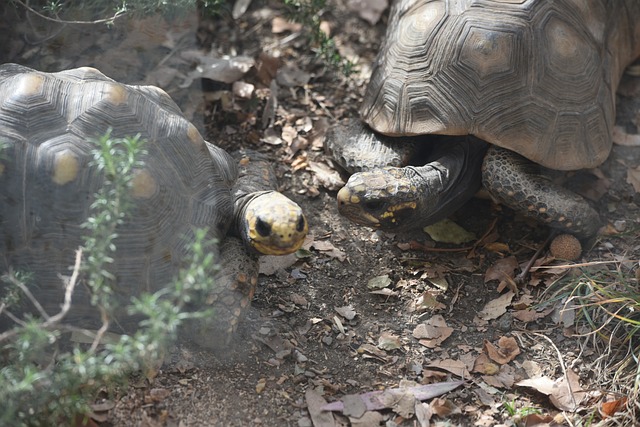 Tortue De Parler Animaux Reptiles - Photo gratuite sur Pixabay - Pixabay